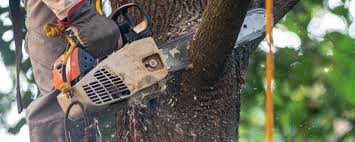 Best Weed Control  in Muscoy, CA