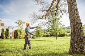 How Our Tree Care Process Works  in  Muscoy, CA
