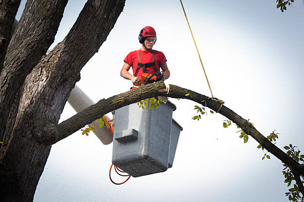 Best Tree Mulching  in Muscoy, CA
