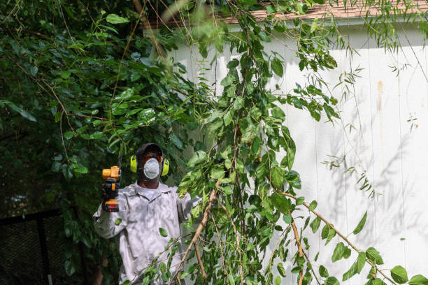 Best Root Management and Removal  in Muscoy, CA
